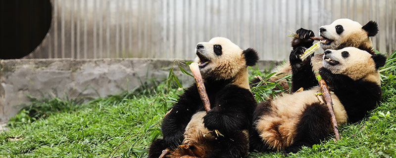 大熊猫除了竹子还喜欢吃什么 熊猫除了竹子还吃什么