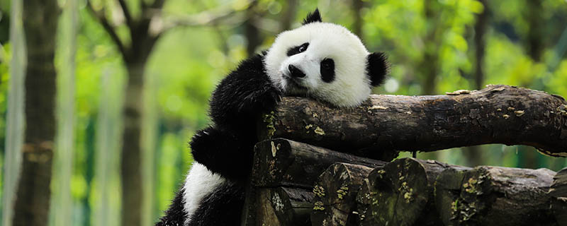 怎么介绍大熊猫 大熊猫的简介